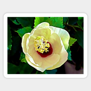 Hibiscus White Plant Sticker